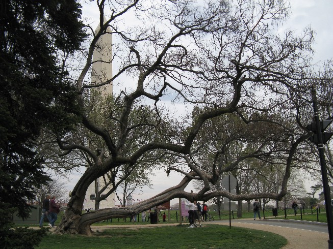 monument-tree.jpg