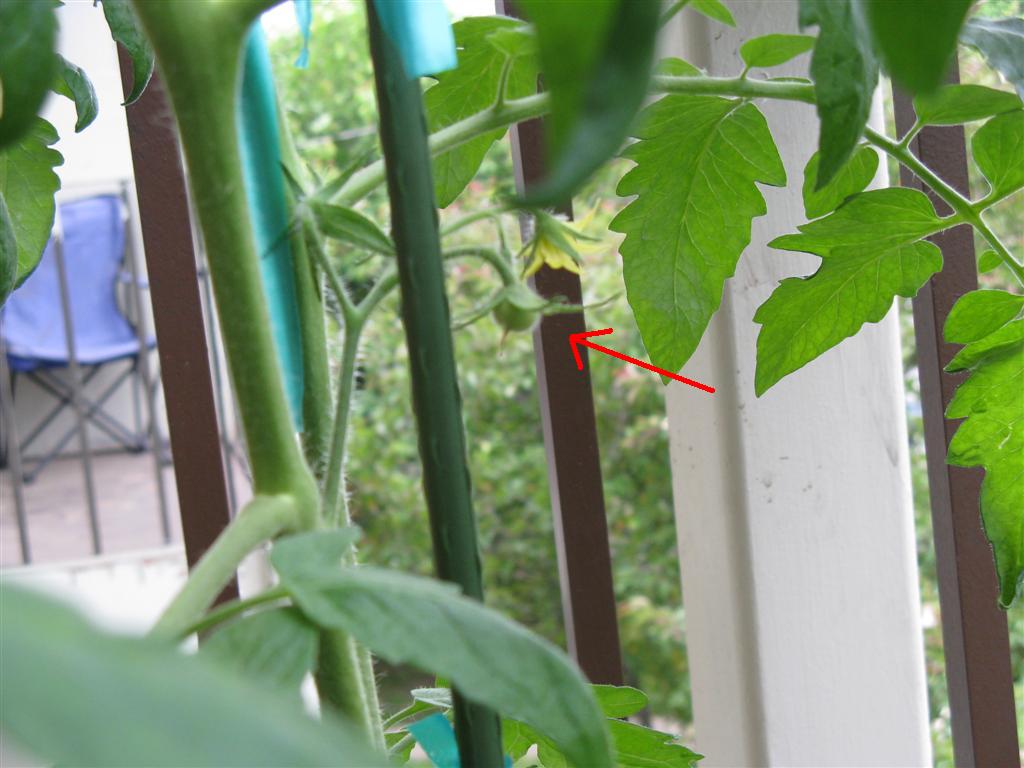 tomato arrow